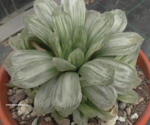 Haworthia cymbiformis "Whitetiger" seitlich