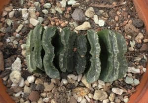 Haworthia truncata