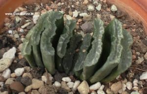 Haworthia truncata seitlich
