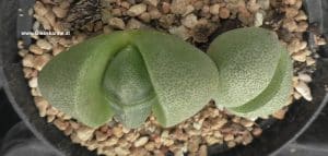 Pleiospilos nelii - Lebender Granit