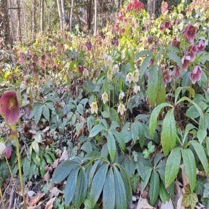 Schneerosen im März