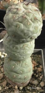 Tephrocactus geometricus seitlich