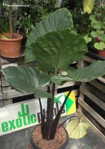 Alocasia - Pfeilblatt