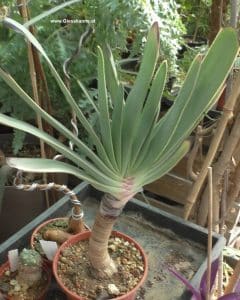 Aloe plicatilis seitlich