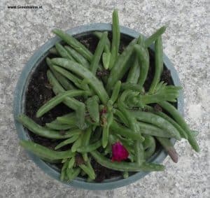 Delosperma nach dem Kauf