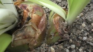 Echte Meerzwiebel mit Tochterzwiebel