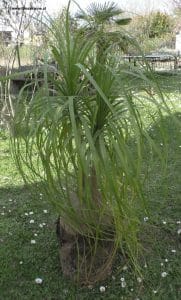 Elefantenfuß beim Umtopfen