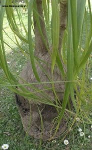 Elefantenfuß beim Umtopfen mit Wurzeln