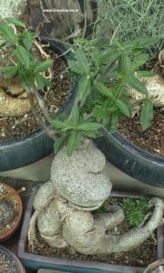 Große Fockea edulis