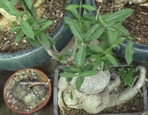 Fockea edulis (rechts)