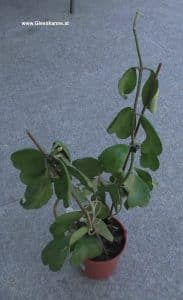 Hoya kerii 2026