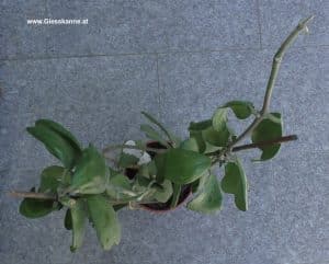 Hoya Kerii nach Rückschnitt 2026