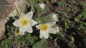 Kuhschelle Anfang April