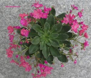 Bitterwurz - Lewisia cotyledon