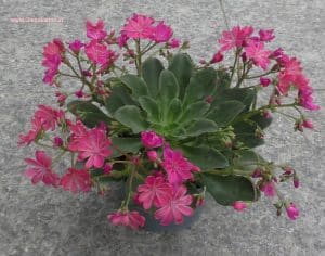 Lewisia cotyledon - Bitterwurz - Porzellanröschen