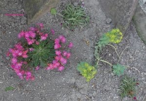 Lewisia im Steingarten