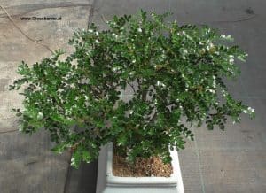 Zanthoxylum als Bonsai