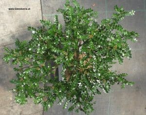 Zanthoxylum Bonsai von oben