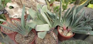 Aloe plicatilis - einige Exemplare
