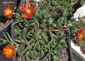 Delosperma mit orange-roten Blüten