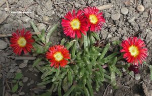 Delosperma mit roten Blüten