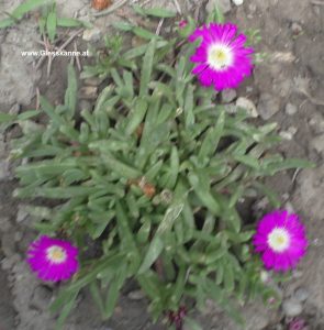 Delosperma mit violetten Blüten
