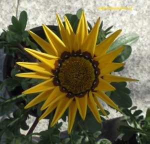 Blüte Gazanie