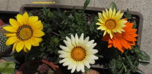 Blüten Gazanien