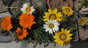 Blüten Gazanien und verblühte Gazanienblüten