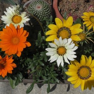 Blüten Gazanien und verblühte Gazanienblüten