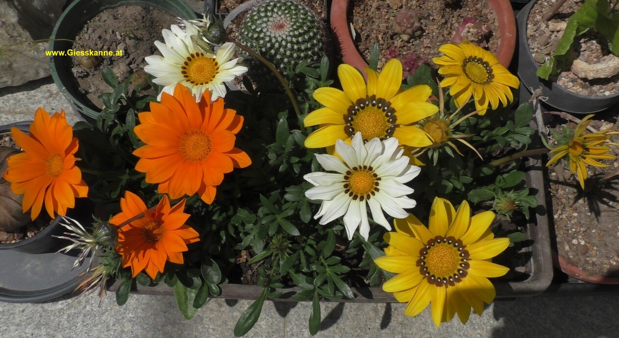 Blüten Gazanien und verblühte Gazanienblüten