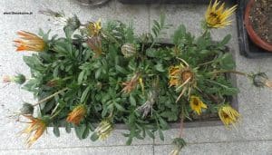 Gazanien - schon fast geschlossene Blüten am Abend