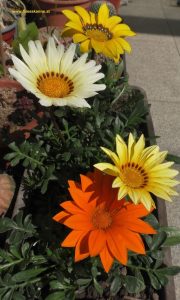 Gazanien mit Blüten seitlich