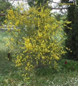 Ginster - Blüte im Mai