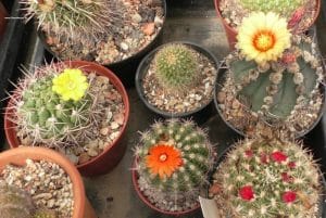 Kakteen mit Blüten