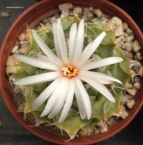 Obregonia denegrii mit Blüte