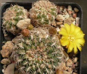 Succorebutia gemmae mit Blüte
