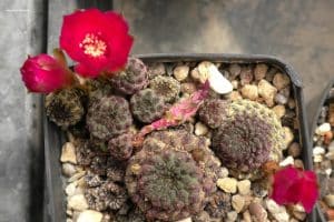 Sulcorebutia rauschii