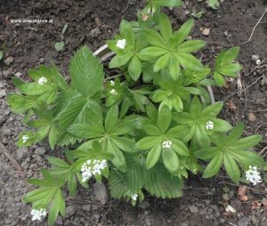 Waldmeister mit Blüten