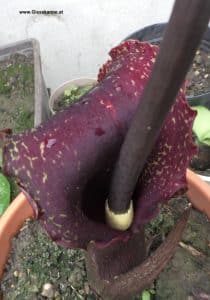 Blütenstand Amorphophallus atroviridis