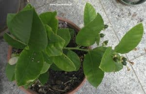 Citrus ponderosa aus Steckling - Fruchtansatz im Juni 2026