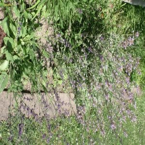 Salvia pratensis (links) und Salvia officinalis (rechts)