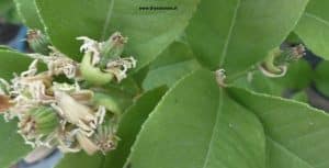 Buddhas Hand - kleine Früchte nach Blüte