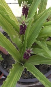 Eucomis - Schopflilie mit jungen Blüten