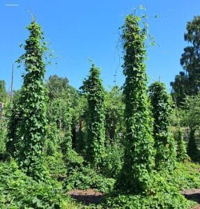 Hopfen in Schweden