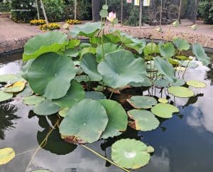 Indische Lotosblume
