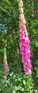 Blüte Lupinen Rosa - Schweden