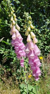 Rosa Lupinen am Waldesrand in Südschweden