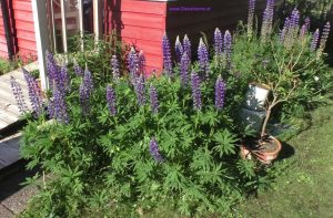 Lupinen in einem Garten in Schweden