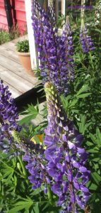 Blüte Lupinen Südschweden im Juni